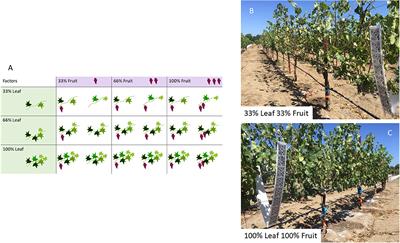 Same Season and Carry-Over Effects of Source-Sink Adjustments on Grapevine Yields and Non-structural Carbohydrates